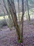 Haselstrauch vor der Ernte