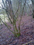 Haselstrauch nach der Ernte