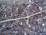 Blüten