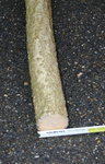 Hasel 1 Durchmesser