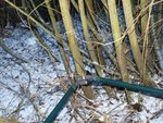 130111_Korbweide1.jpg