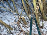130111_Korbweide2.jpg