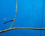 130111_Korbweide4.jpg