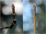 Ahorn1-Knospe.jpg