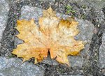 Ahorn2-Blatt.jpg