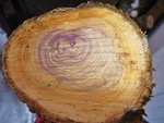 Roter Flieder 2013-01-29 001.JPG