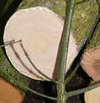 4x holz.3.JPG