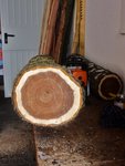 Schönes Holz - mal sehen was die Dichte sagt