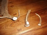 Flintknapping 2013-02-27 006.JPG (394.79 KiB) 2704 mal betrachtet Rohling für Geweihschläger und Horn-Inlay für den Abdrücker aus Holz