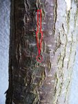Ulmenkäfer 2013-03-02 011.JPG (338.98 KiB) 12621 mal betrachtet Mit einem geübten Auge lassen sich diese schnell erkennen.