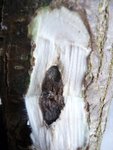 Ulmenkäfer 2013-03-02 013.JPG (199.32 KiB) 12621 mal betrachtet Sollte diese dunkelbraune Verfärbung unter der Borke auftauchen, ist der Baum nicht zum Bogenbau geeignet.