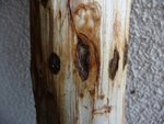 Ulmenkäfer 2013-03-02 006.JPG (232.23 KiB) 12621 mal betrachtet Ein fortgeschrittener Befall sieht so aus ... und der zieht sich über den ganzen Stamm.