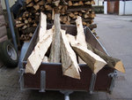 Hainbuche1.JPG