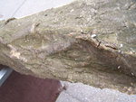 Hainbuche3.JPG