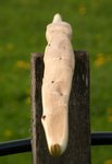 fencepost shot.JPG
