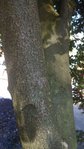 baum5.jpg