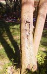 baum6.jpg