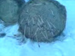 MOV00010_2.jpg
