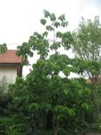 IMG_0715.jpg