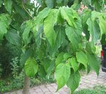 IMG_0716.jpg