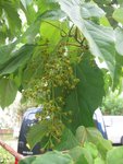 IMG_0717.jpg