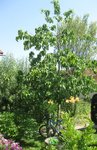 IMG_0764.jpg