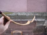 Ulme37#Stanndhöhe2.jpg