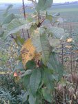 IMG-20131110-WA0003.jpg