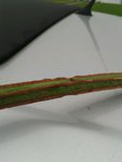 IMG-20131110-WA0004.jpg