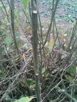 IMG-20131110-WA0005.jpg