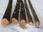 P1050040.JPG