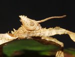 Phasmide 1.jpg