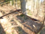 hier noch ein Bild von den Knospen...