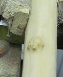 SapArm008Hubbel.jpg