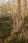 Pfaffenhütchen Habitat