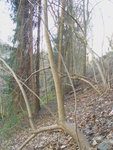 Ahorn im Habitat