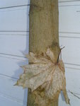 Ahornblatt