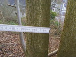 Hasel Durchmesser ca.7cm