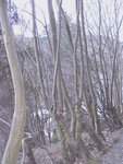 dies war mal eine Hecke an einem Waldweg