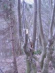 Hecke zurückgeschnitten
