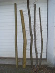v.l.n.r. Hasel, Ahorn, 3x Hainhuche