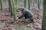 Baumniederlegung mit Klappsäge