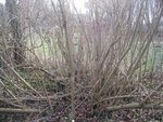 jap. Flieder, wahrscheinlich: Syringa sweginzowii