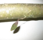 Liguster mit Blatt