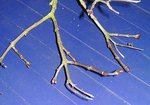 Zweig/Knospen Flieder