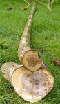 Flieder 2 geschlagen