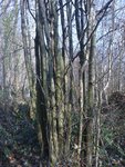 zum heulen! Alles dürr.Die Rinde fällt schon ab.