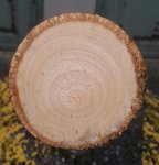 Stirnseite der dünneren Linde