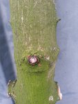 Ahorn Rinde im Detail