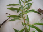 DSCF1771.JPG